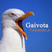Gaivota Tagarela