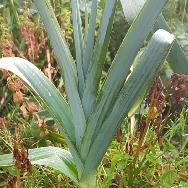 Legumes da Natália