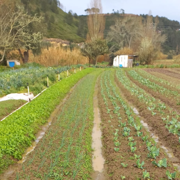 Legumes da Natália